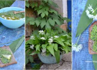 Pesto z czosnku niedźwiedziego