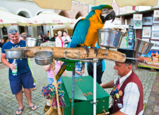 Festiwal katarynek