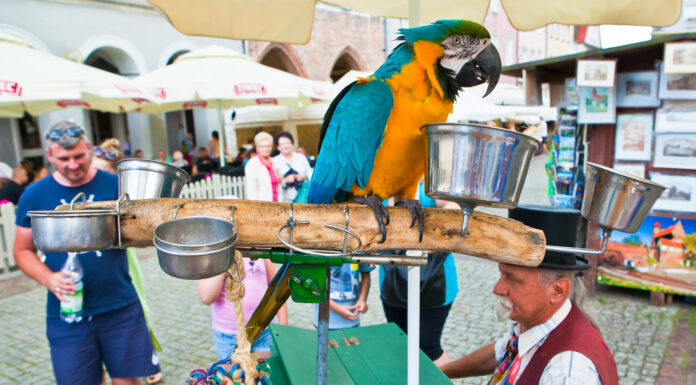 Festiwal katarynek