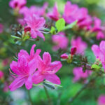 IMG_5807b